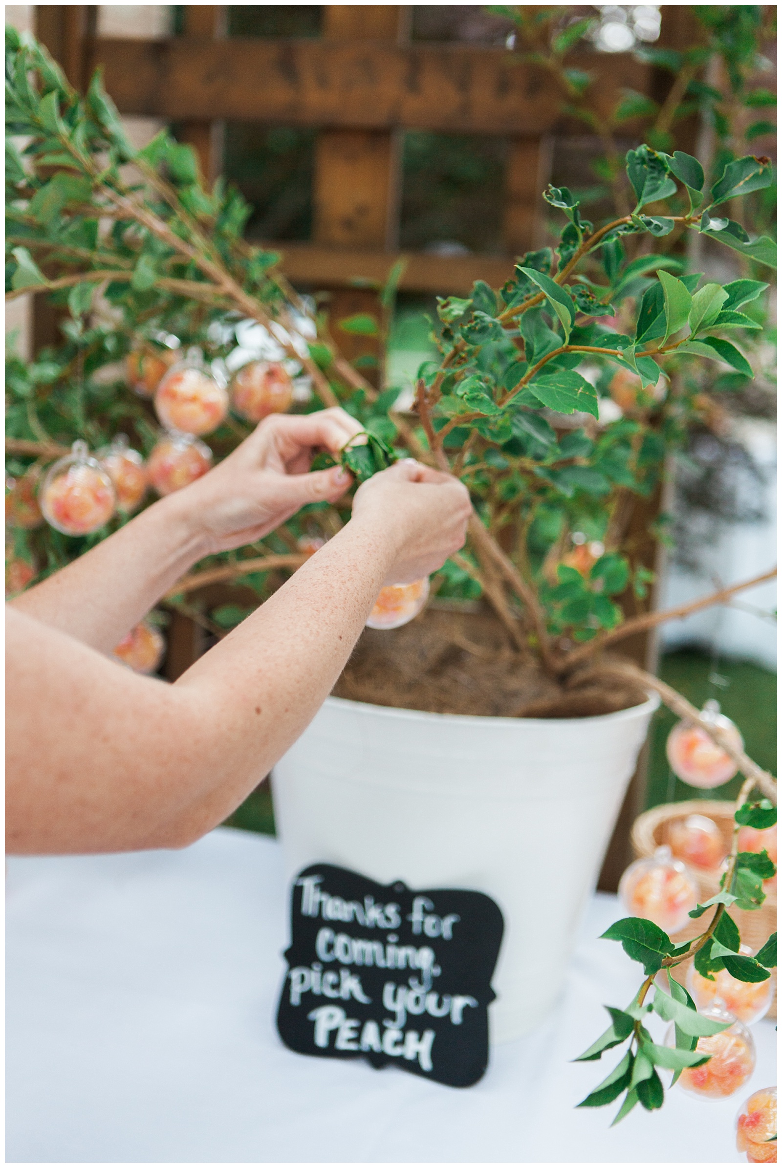 Picking clementines from tree in a bucket at reception at Guelph Ontario Wedding | Ontario Wedding Photographer | Toronto Wedding Photographer | 3photography